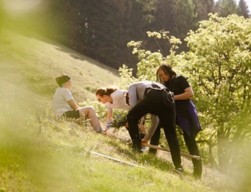 Pension Norika und Bäume für Morgen